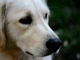 Wink Cute Dog GIF by Oi