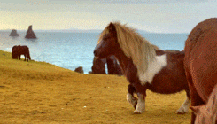 Dancing Pony GIFs - Find & Share on GIPHY