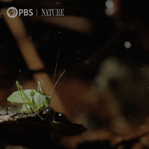 Soaring Costa Rica GIF by Nature on PBS