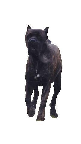 Dog Sticker