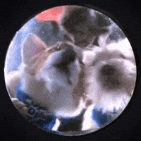 Dog Water Bowl GIF by Puppy Bowl