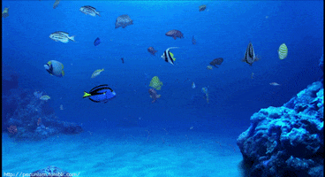 underwater fish GIF