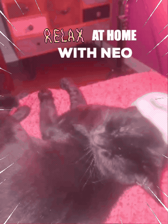 Cat Love GIF by PIMP TA MARQUE