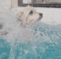 Swimming Pool Help GIF