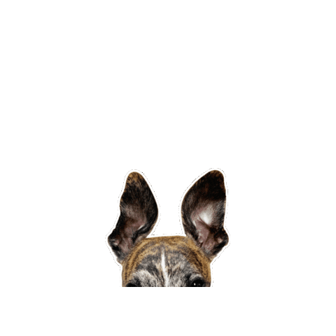 Bunny Loki Sticker by Maco Vision
