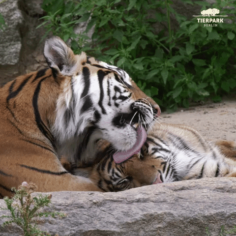 Comeon-tigers GIFs - Get the best GIF on GIPHY