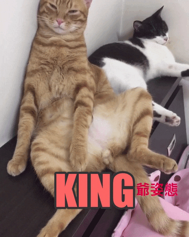 Cat Love GIF by Pamily