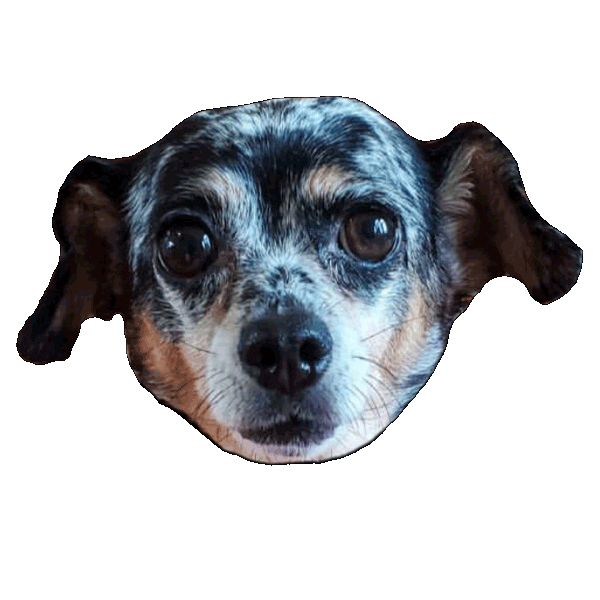 Blue Hearts Dog Sticker by Dogs of Instagram