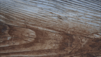 Bierlefanz GIF