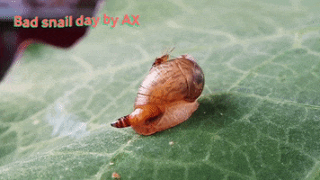 Parasite GIF