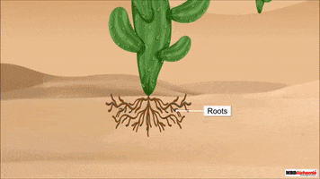 Education GIF