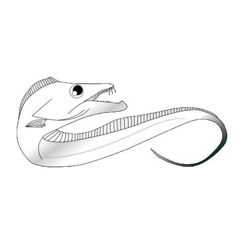 魚 Sticker by harimitsu