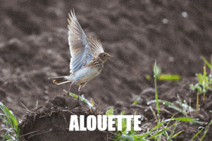 Birds GIF