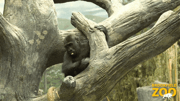 Be Right There Food GIF by Brookfield Zoo