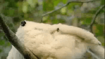 Surprise Wildlife GIF by PBS
