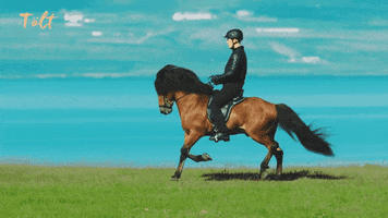 Icelandic Horse GIF