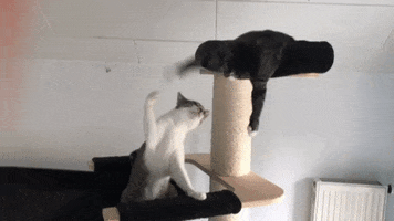 Cat GIF