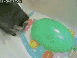 raccoon bath tub GIF by Cheezburger