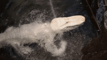 happy albino alligator GIF by California Academy of Sciences