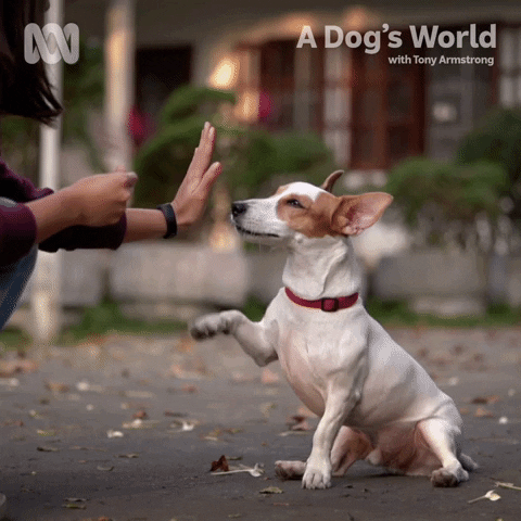 High Five Jack Russell GIF by ABC TV + IVIEW