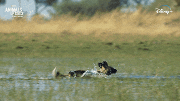 Nat Geo Running GIF by National Geographic Channel