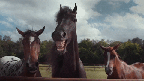 What Makes Horses So Wonderful?