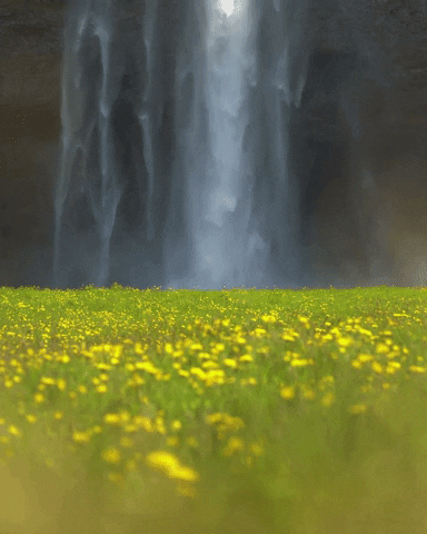Flowers Waterfall GIF by Chris