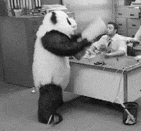 never say no to panda gif
