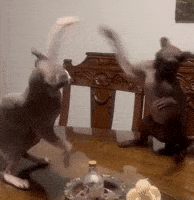 Instagram Fighting GIF