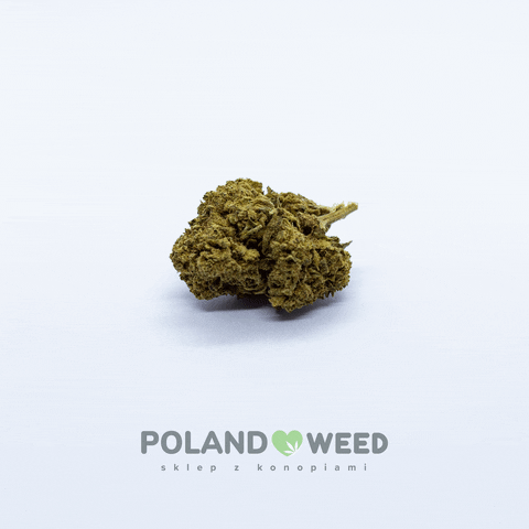 Pw GIF by Poland Weed