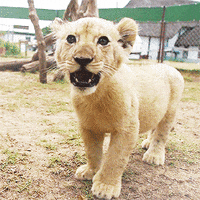Nitty-lions GIFs - Get the best GIF on GIPHY