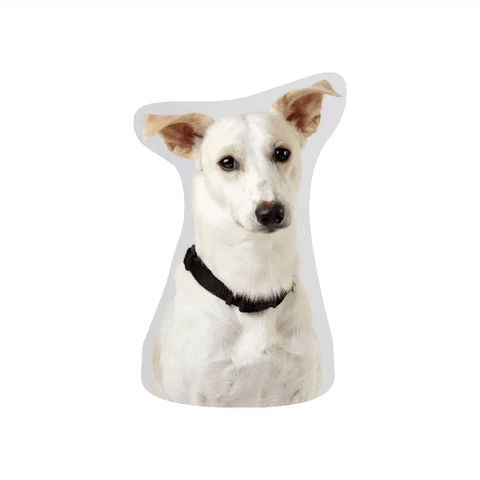 Dog GIF