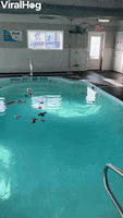 Pool Time At Doggy Daycare GIF by ViralHog