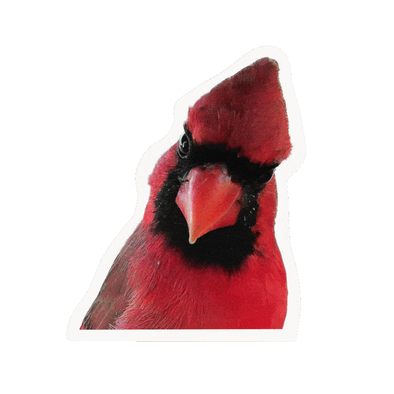 Bird Buddy Sticker