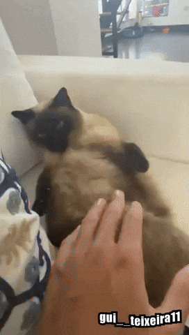 Cat Tt GIF