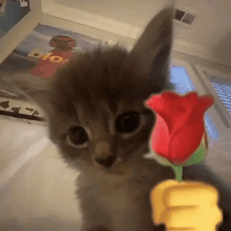 Love You Cat GIF
