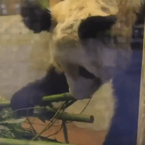China Panda GIF by Storyful