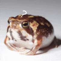 Hairyboya GIF