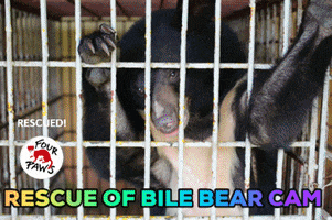 Animal Rescue Bear GIF by FOUR PAWS Australia