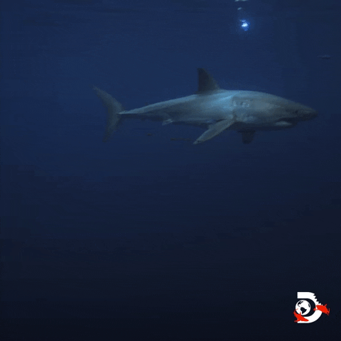 Ocean Swimming GIF by Shark Week