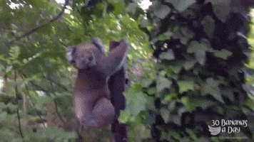Bigboy GIF