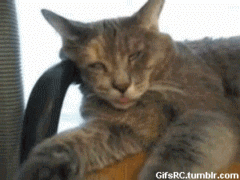giphy.gif