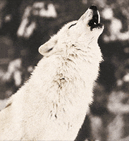 wolf barking GIF