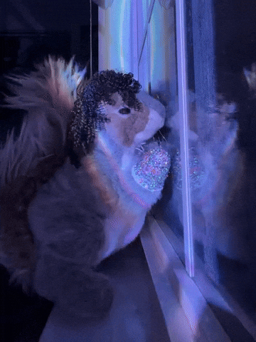 Squirrel Nibs GIF