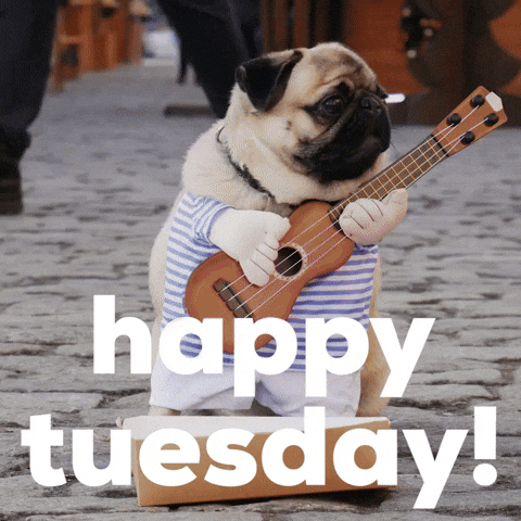 Tuesday Morning Dog Gif By Sealed With A GIF