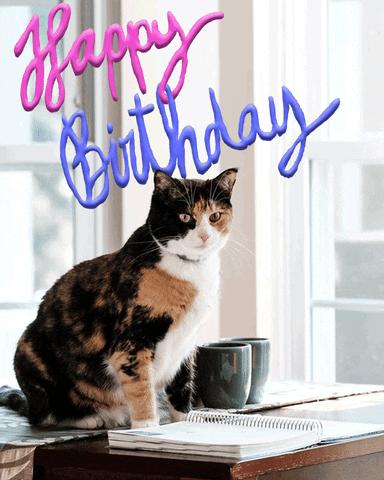 Happy Birthday Cat GIF by Vincent Winter