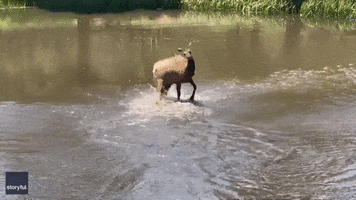Heat Wave Summer GIF by Storyful