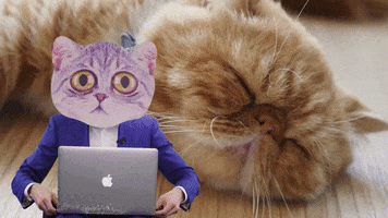 Cat Thumbs Up GIF by Bokeh Productions