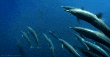 dolphin GIF by Head Like an Orange