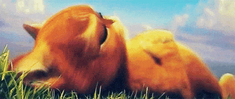 Big Eyes Cat GIF Big Eyes Cat GIF